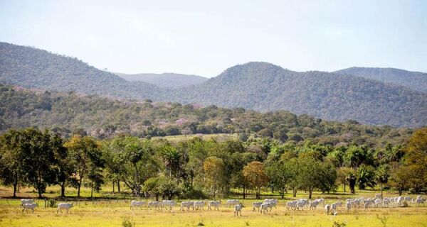Prazo para adesão ao PSA Conservação é prorrogado para 30 de abril em MS