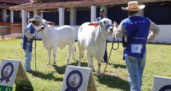 Domingo de negócios e novidades marca a programação da Expogrande 2026