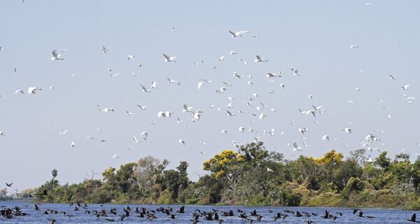 Inscrições na segunda chamada do PSA Conservação do Pantanal se encerram nesta quinta-feira