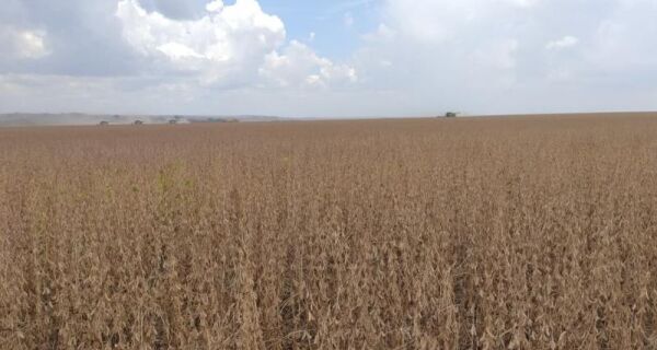 MAPA define período de vazio sanitário e o calendário de semeadura da soja para a safra 2026/2027