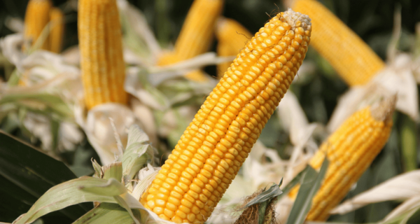 Mapa amplia Zarc Níveis de Manejo e eleva subvenção do seguro rural para até 50%