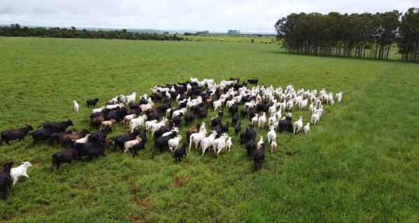 Frente fria acende alerta para risco de hipotermia em rebanhos e Iagro orienta produtores rurais