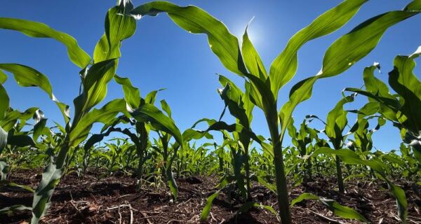 Fertilizantes mantêm preços elevados e podem pressionar custo da próxima safra em MS