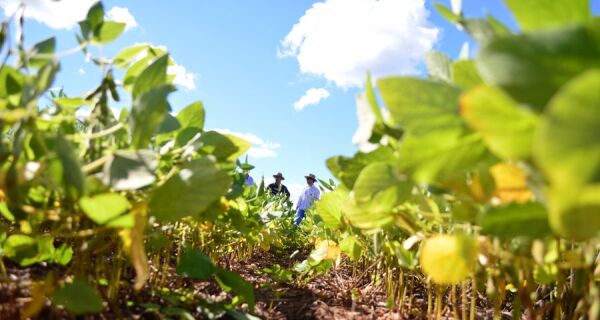 Senar MS lança novos cursos de manejo integrado para fortalecer a produção rural