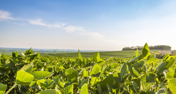 Área tratada com defensivos agrícolas aumenta 7,5% em 2025