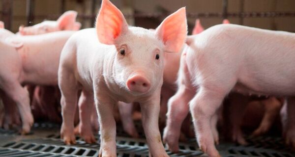 Suinocultura de MS acelera e abates crescem 5,5 vezes acima da média nacional