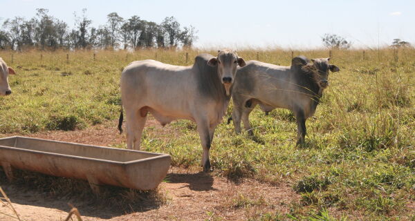 Transição águas-seca exige planejamento e suplementação nutricional para o gado