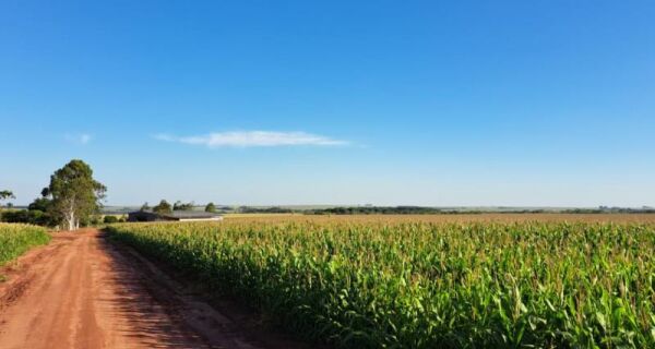 Produzir um hectare de milho custa mais de R$ 4,8 mil em MS