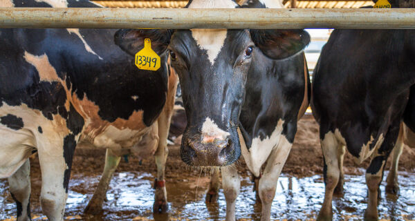 Saúde da vaca na transição influencia produtividade, consumo alimentar e desempenho na lactação