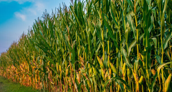 Equalização de juros do crédito rural ainda tem 'buraco' de pelo menos R$ 120 milhões
