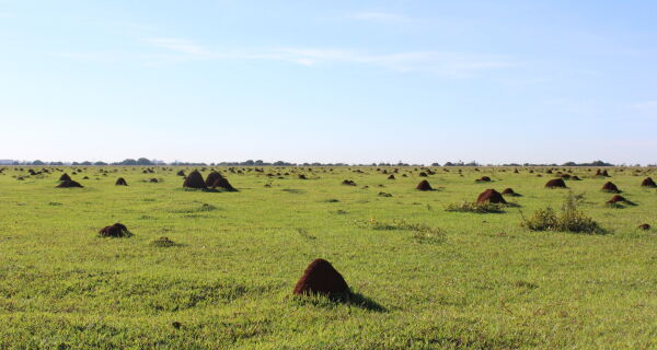 Embrapa Gado de Corte e Baldan promovem Dia de Campo sobre recuperação de pastagens