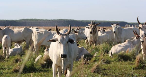 Ministério da Agricultura reconhece o programa BPA Bovinos e Bubalinos de Corte
