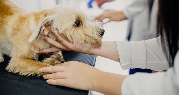 Exercício ilegal da medicina veterinária passa a ser crime