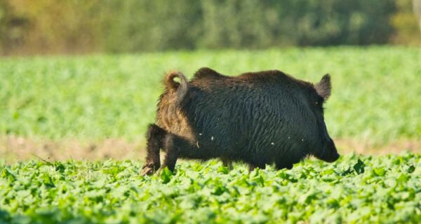 Painel inédito mapeia ocorrências de javalis em MS