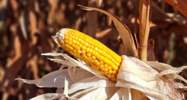 Colheita do milho registra atraso e alcança apenas 0,1% da área cultivada em MS