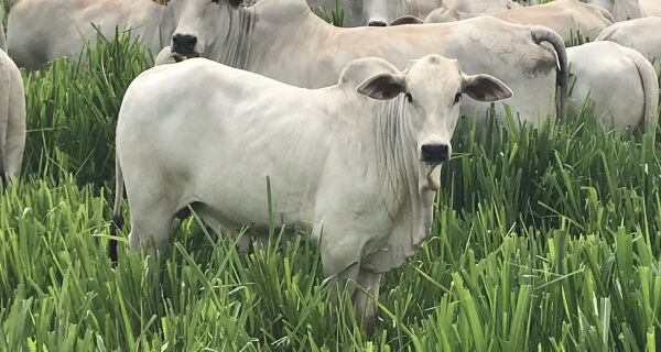 Semana positiva para os pecuaristas: "boi-China" sobe R$ 4/@ em 7 dias