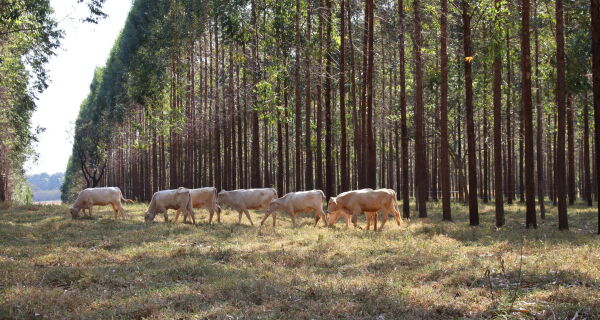 Caminho Verde Brasil prevê recuperação de 40 milhões de hectares e aposta em MS como destaque