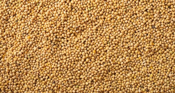 Balança comercial de MS mantém superávit de US$ 802 milhões em maio, impulsionada por soja e carne