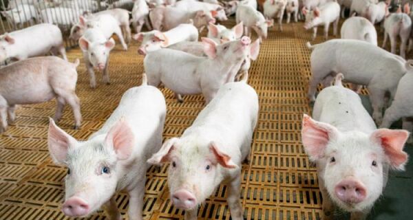 Boletim mostra crescimento da suinocultura em MS com exportações em alta e ajuste no mercado interno