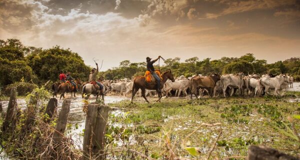 Pantanal recebe Fórum da Pecuária Sustentável para debater os desafios e oportunidades do setor
