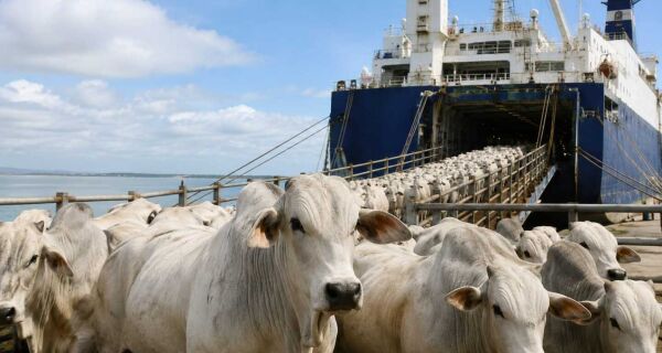 Exportação de gado vivo navega para um ano recorde