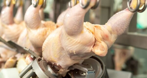 Exportações brasileiras de frango registram melhor primeiro semestre da história