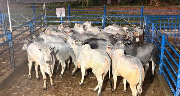 398 animais são avaliados durante etapa do Circuito Nelore de Qualidade em Anastácio (MS)