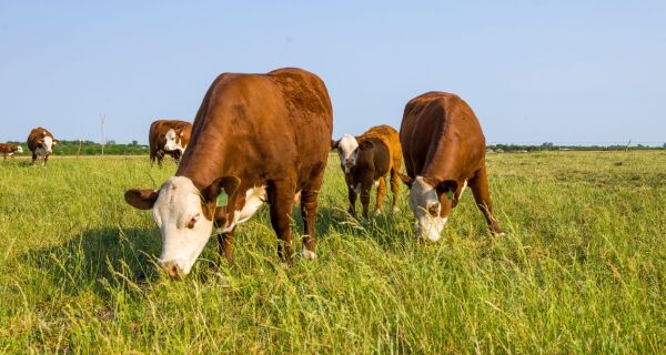 Carne bovina: Argentina entra no mercado da Indonésia