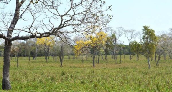 Produtores devem planejar alimentação do rebanho antes da seca para evitar prejuízos