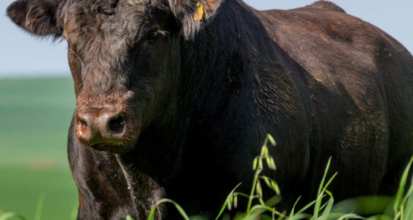 Touros Angus passam por estudo para produção de carne mais macia