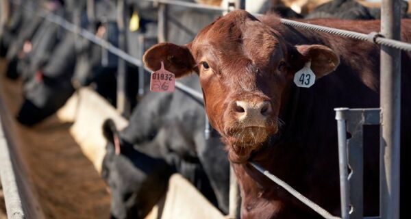 Queda no abate de bovinos nos EUA esconde mudanças importantes na oferta de carne