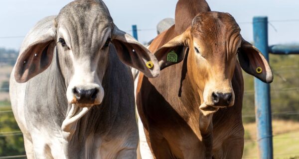 Reta final da 6ª Prova Brahman reúne especialistas e revela os touros de maior desempenho