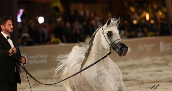 Exposição Nacional do Cavalo Árabe deve movimentar R$ 20 milhões em negócios a partir desta quinta 