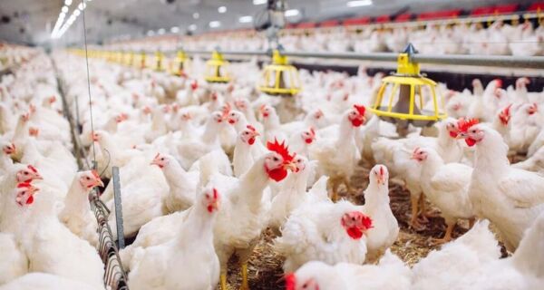 Brasil poderá exportar frango para UE a partir de setembro, avalia ABPA