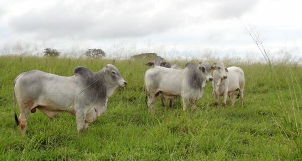 Queda de braço entre indústria e pecuaristas trava preços da arroba