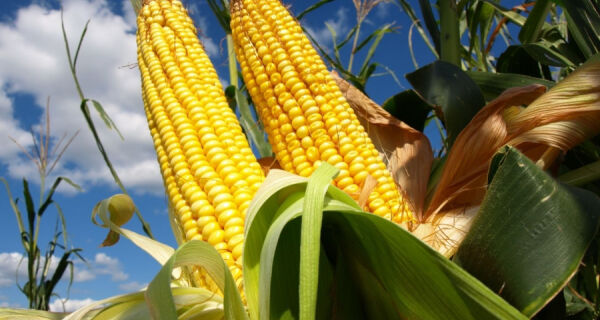 Colheita do milho alcança 24% da área cultivada em MS