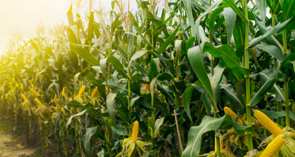 Colheita do milho acelera e chega a 15,8% da área plantada em MS
