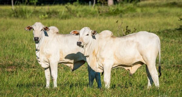 Cooperativa consolida novo modelo para pecuaristas e projeta R$ 10 milhões em economia para 2026