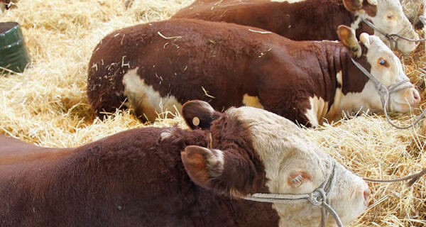 Uruguai promove carne bovina na Europa e aposta em rastreabilidade para ampliar mercado