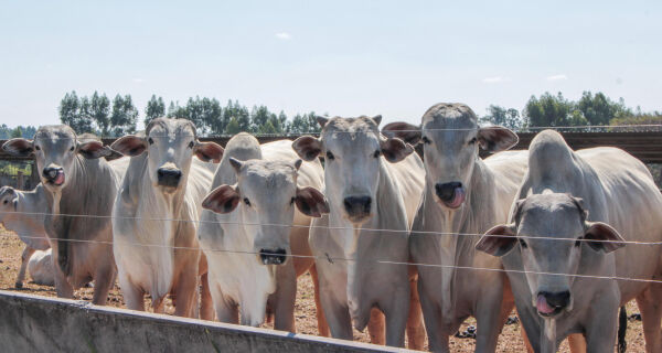 Seca pressiona a pecuária e acelera adoção de sistemas mais resilientes no campo