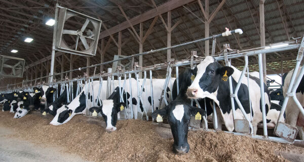Maior produtividade das vacas leiteiras inclui melhor aproveitamento dos nutrientes da dieta