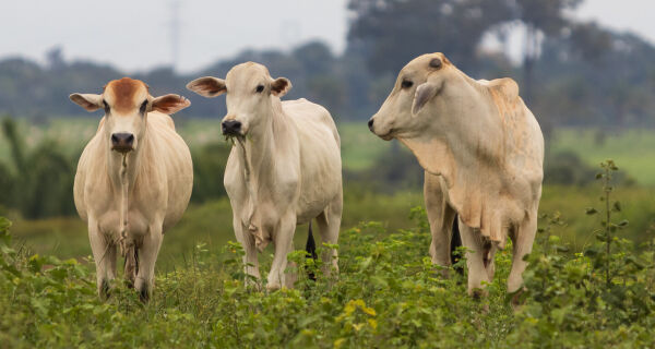 Mercado do boi gordo: alta na cotação da vaca