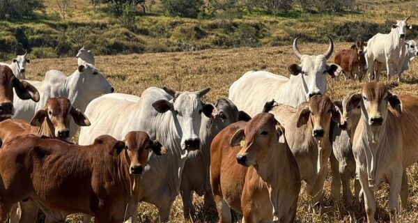 Pecuarista que não trabalha com cria deve redobrar a atenção nos próximos anos