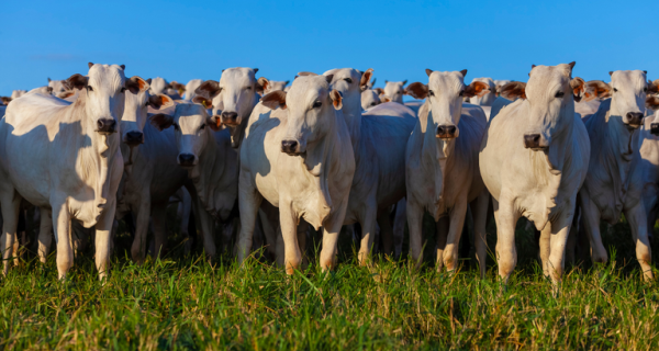 Valor Bruto da Produção Agropecuária é estimado em R$ 1,39 trilhão em julho