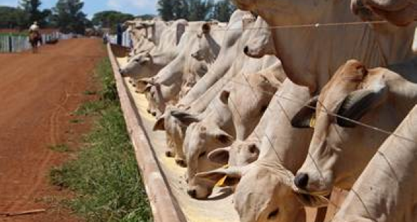MCassab lança plataforma de gestão de dados para confinamentos no BeefDay