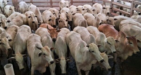 Mercado pecuário em completa alta
