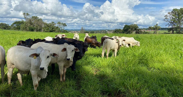 Boi gordo: frigoríficos ganham espaço para testar preços menores