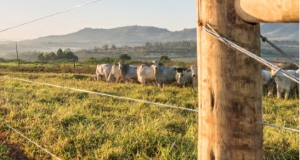 Oferta restrita de animais e redução dos abates leva frigoríficos a intensificarem compras