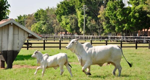 Preço do bezerro sobe pelo menos 20% em um ano; mais que o boi gordo