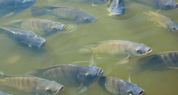 El Niño muda o comportamento alimentar dos peixes. Produtores precisam fazer ajustes na nutrição